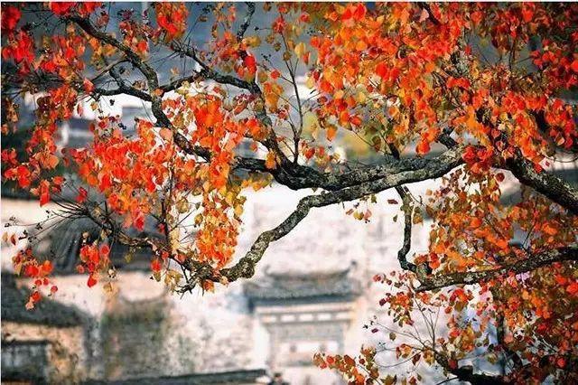 11月國(guó)內(nèi)10大旅行地