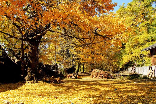 11月國(guó)內(nèi)10大旅行地