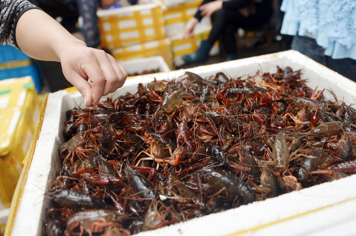 魚價又飄了！小龍蝦漲一倍，甲魚畝賺50萬，魚農(nóng)理性養(yǎng)殖