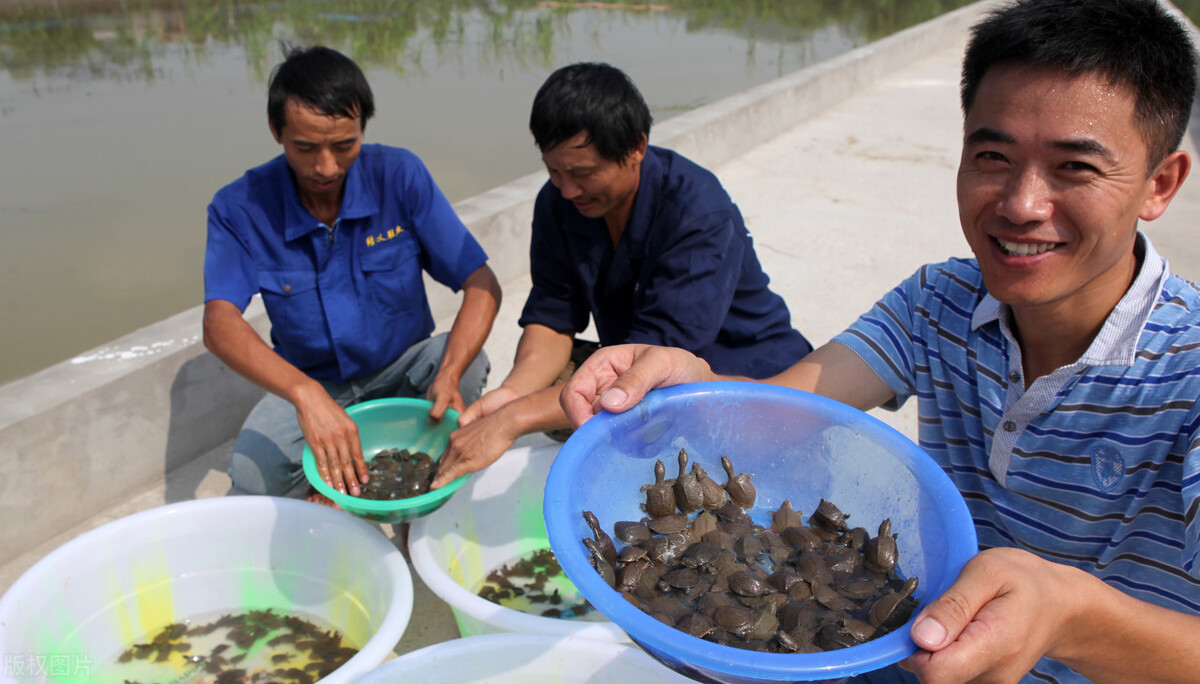 魚價又飄了！小龍蝦漲一倍，甲魚畝賺50萬，魚農(nóng)理性養(yǎng)殖