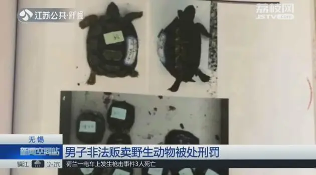 豹龜小記錄