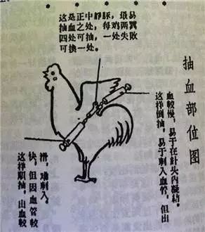 科普：“打雞血”一詞是怎么來的？