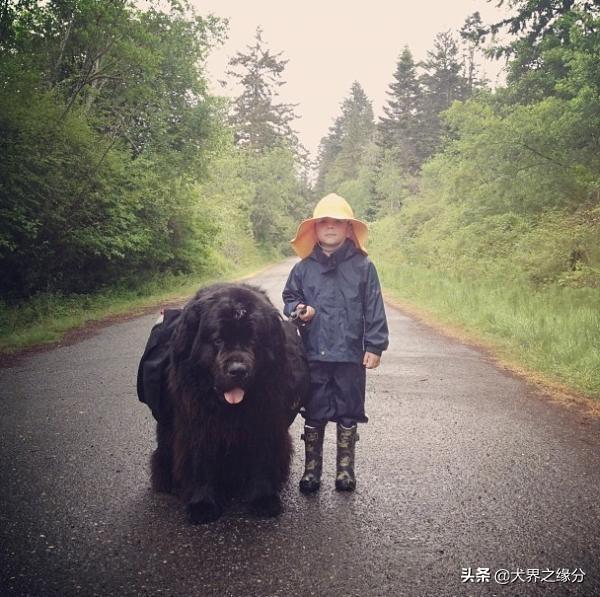 適合家庭飼養(yǎng)的4種大型犬，它的外形如同藏獒，但性情溫柔如水