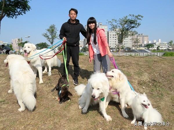適合家庭飼養(yǎng)的4種大型犬，它的外形如同藏獒，但性情溫柔如水