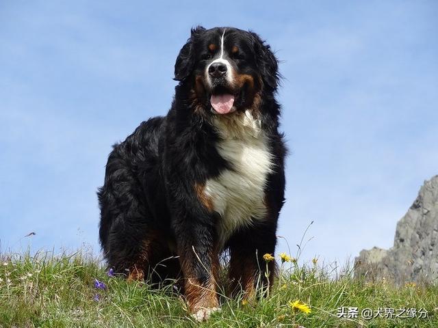 適合家庭飼養(yǎng)的4種大型犬，它的外形如同藏獒，但性情溫柔如水
