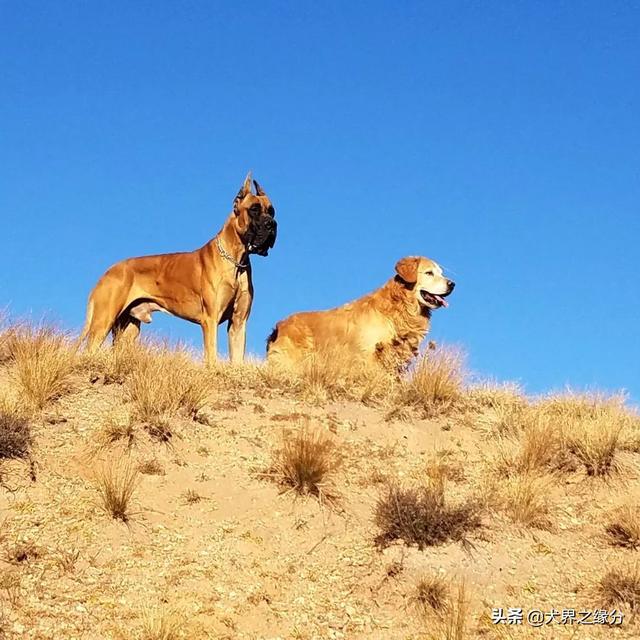 適合家庭飼養(yǎng)的4種大型犬，它的外形如同藏獒，但性情溫柔如水