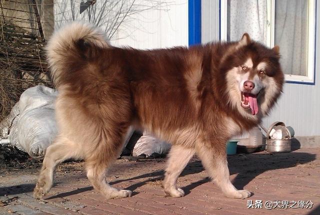 適合家庭飼養(yǎng)的4種大型犬，它的外形如同藏獒，但性情溫柔如水