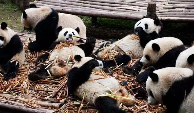 為什么只有中國才有大熊貓？熊貓繁殖能力為什么這么差？