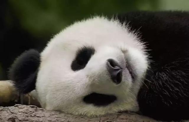 為什么只有中國才有大熊貓？熊貓繁殖能力為什么這么差？