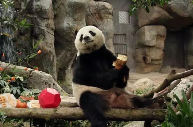 為什么只有中國才有大熊貓？熊貓繁殖能力為什么這么差？