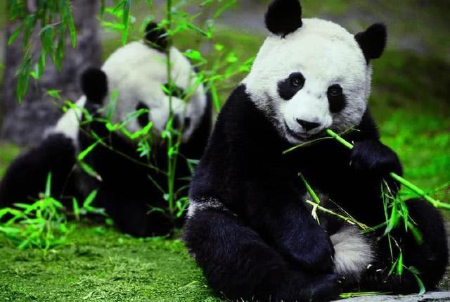 為什么只有中國才有大熊貓？熊貓繁殖能力為什么這么差？