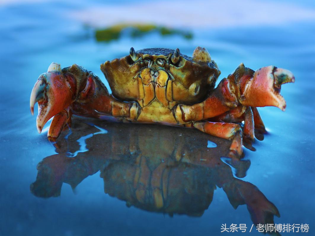大閘蟹品牌六大排行榜，你吃過哪幾種？