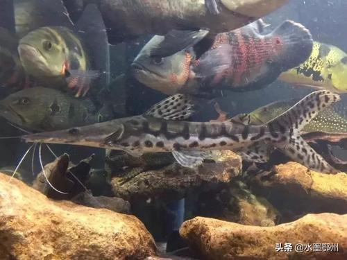 淡水魚(yú)養(yǎng)殖技術(shù)