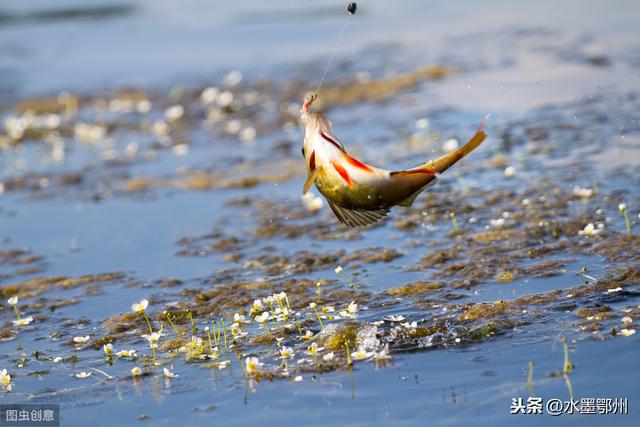 淡水魚(yú)養(yǎng)殖技術(shù)