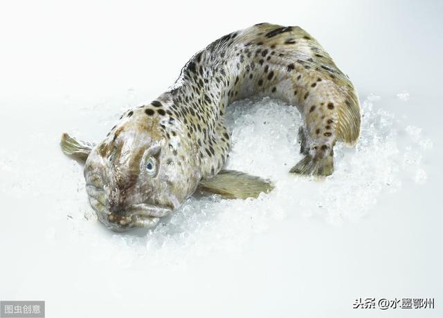 淡水魚(yú)養(yǎng)殖技術(shù)
