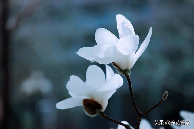 美麗漂亮的白玉蘭(人間二月天最美白玉蘭)(10)