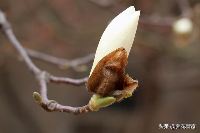 美麗漂亮的白玉蘭(人間二月天最美白玉蘭)(11)