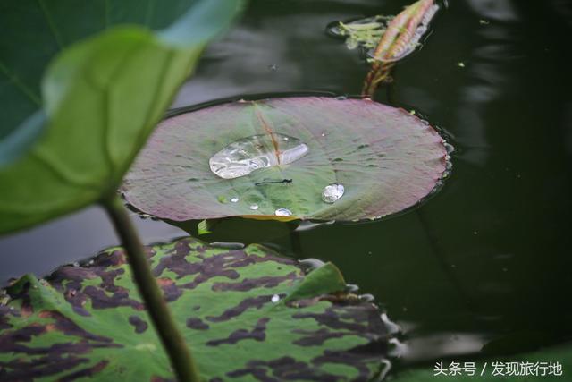宏村旅游攻略超詳細(水墨宏村旅行最全攻略)(4)